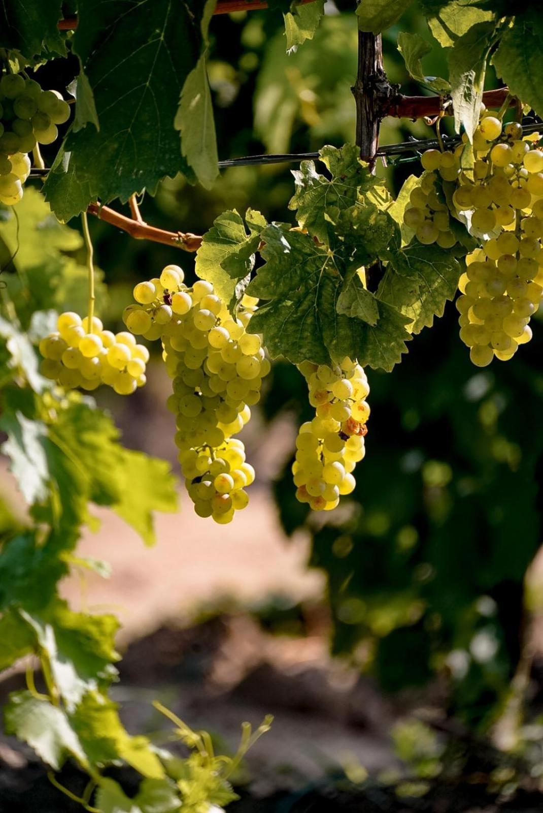 Wine Residence Cattunar Brtonigla Eksteriør bilde
