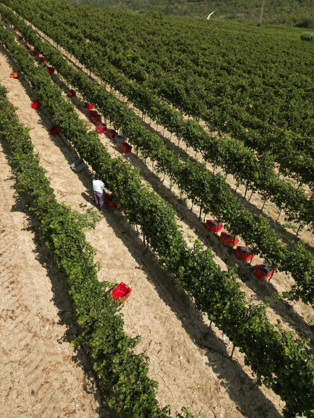 Wine Residence Cattunar Brtonigla Eksteriør bilde