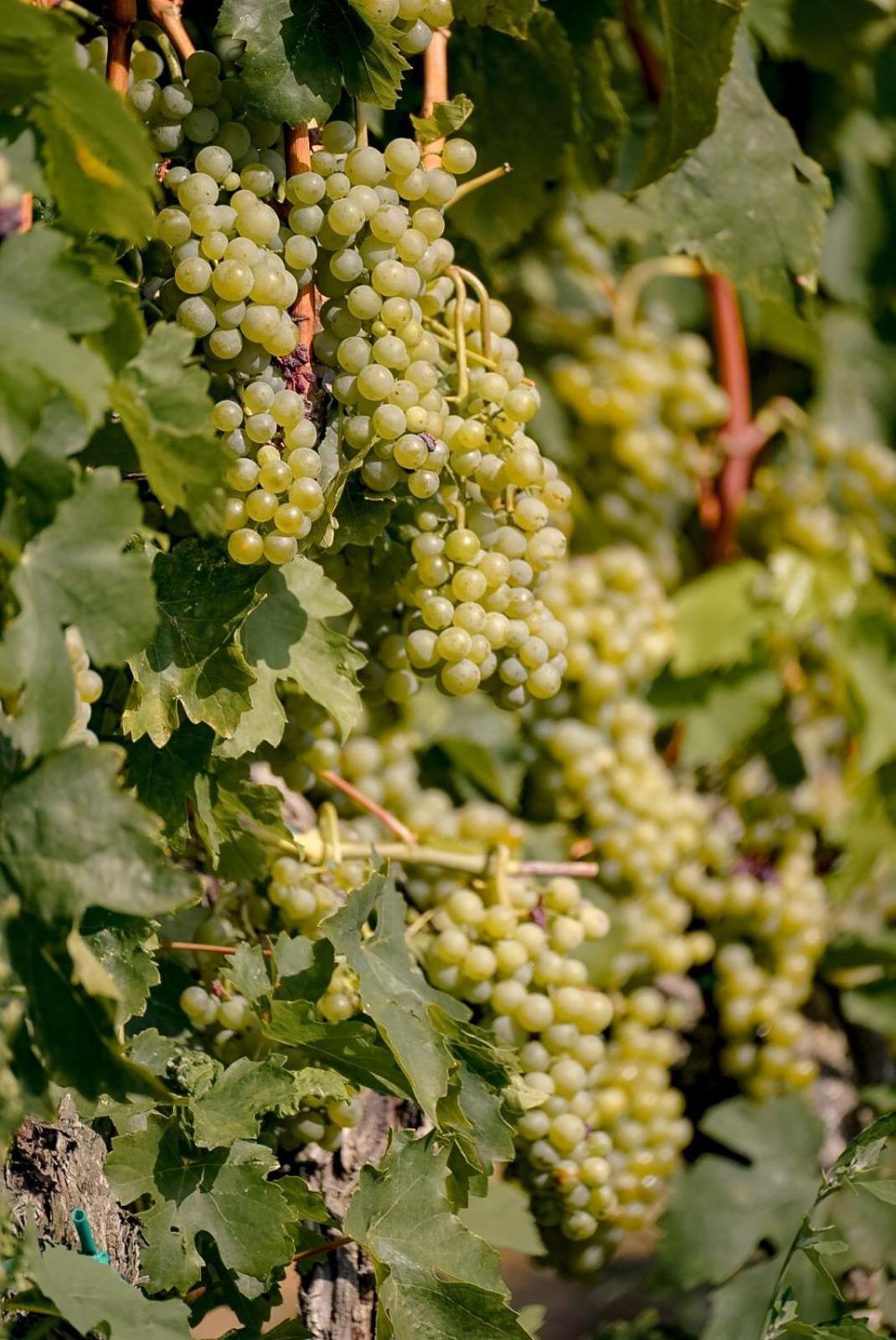 Wine Residence Cattunar Brtonigla Eksteriør bilde